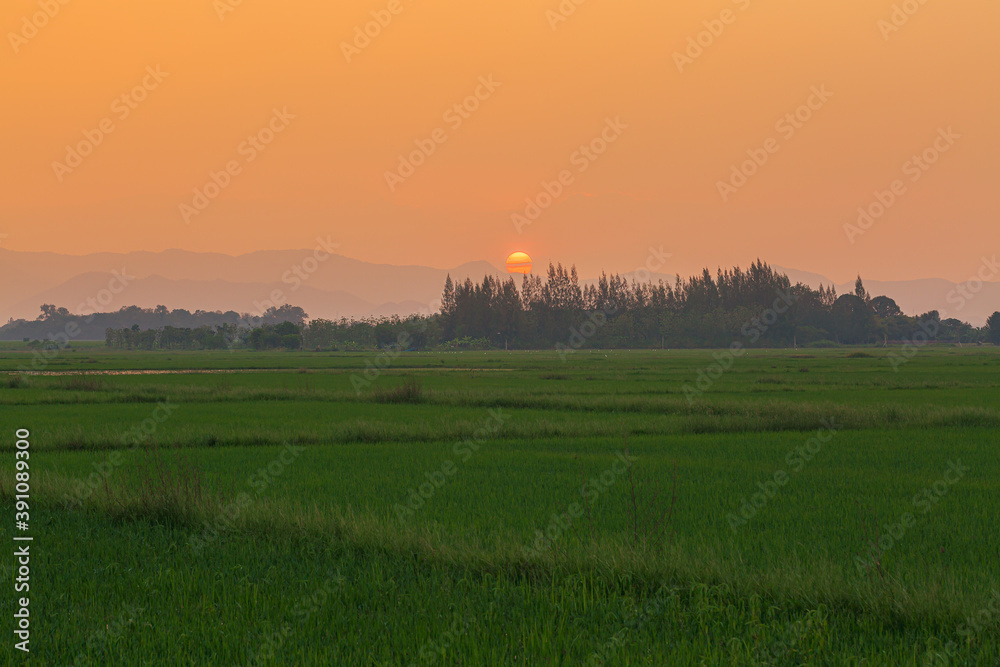 the beauty of rice fields and the morning sun at paddy fields north bengkulu with mountain range asia for destination travel nature
