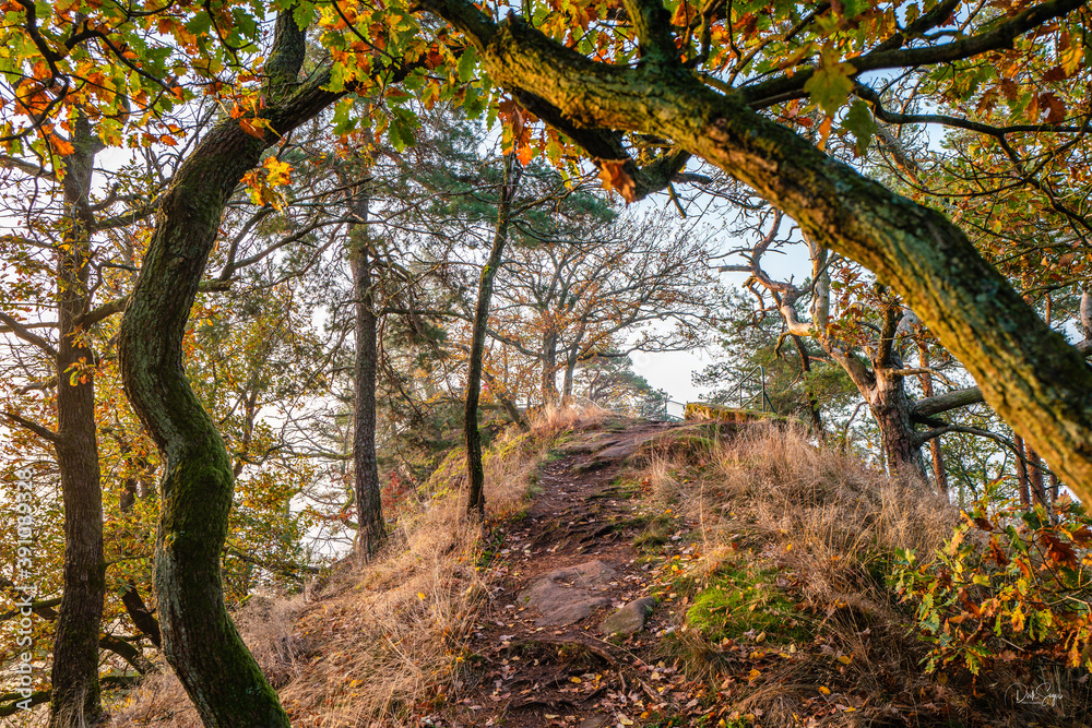 autumn in the forest