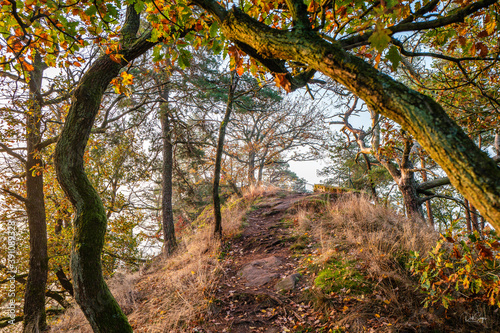 autumn in the forest