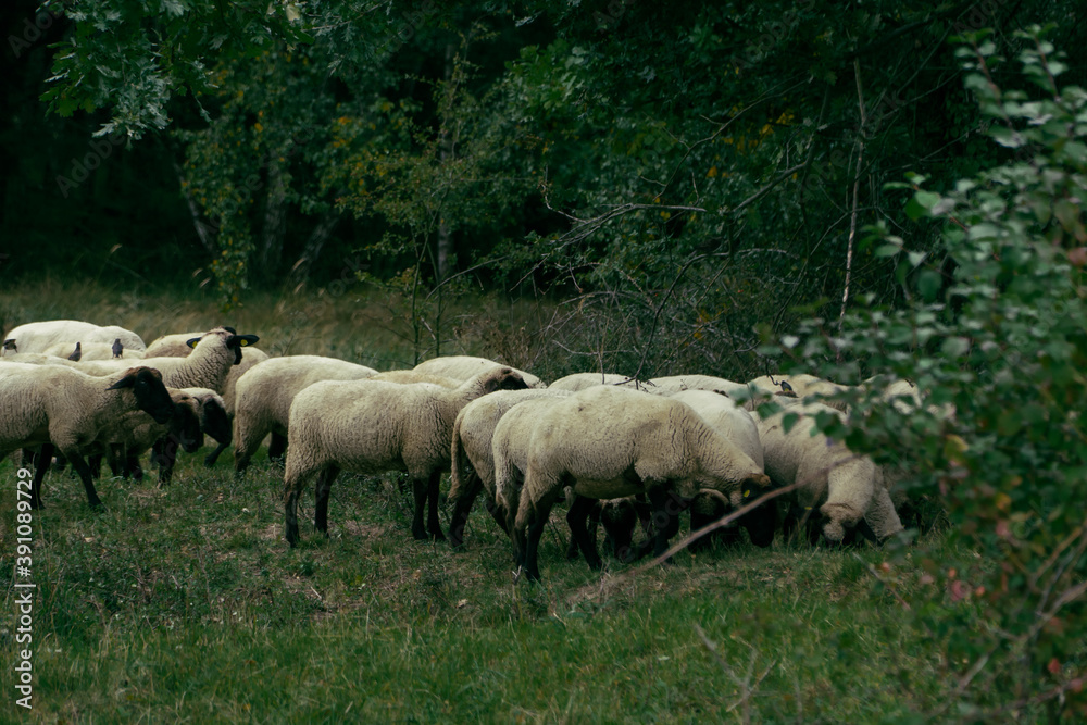 Schafe einer Herde (2) Schafe einer Herde (2)