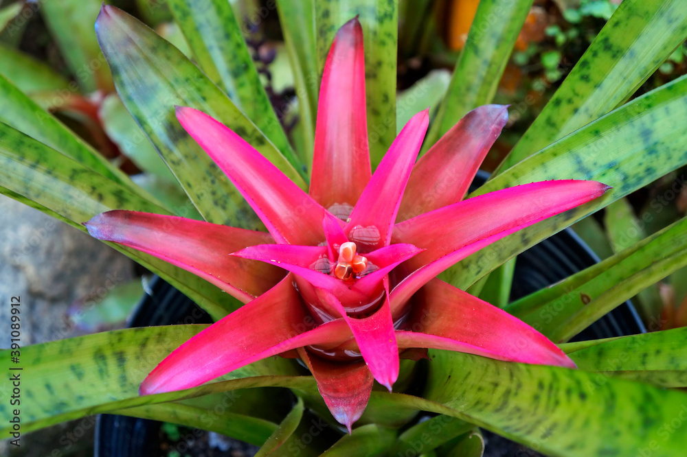 Colorful bromeliad on tropical garden