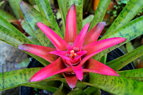Obraz na płótnie Colorful bromeliad on tropical garden w salonie