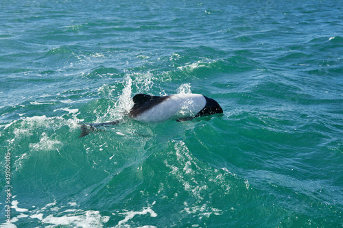 Black and white Commerson Dolphin swimming in the turquoise water of the atlantic ocean at the coast of patagonia in argentina, showing of its blowhole and dorsal fin and splashing some water © Jens
