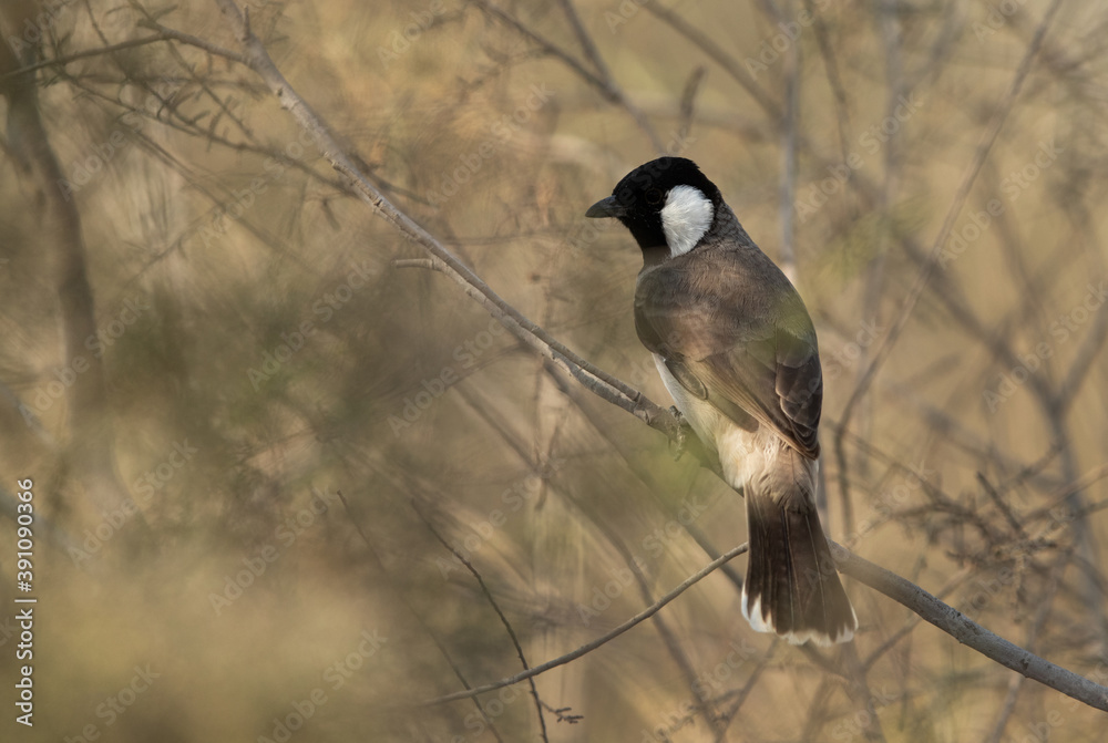 White-cheeked bulbul perched on a bush White-cheeked bulbul perched on a bush