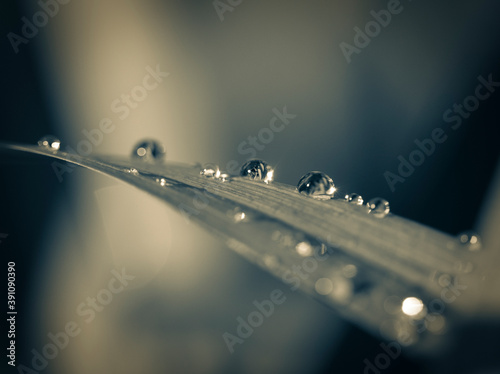 Water drops on a leaf screensaver