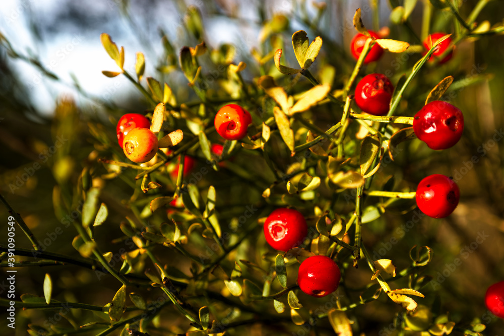 roślina macro czerwień owoce krzak zielony