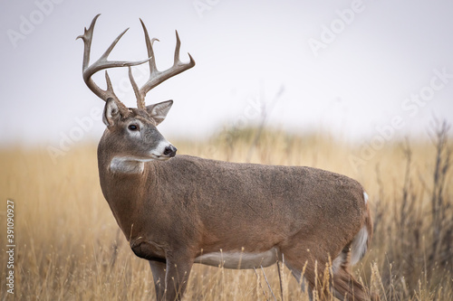 Large Whitetail Buck