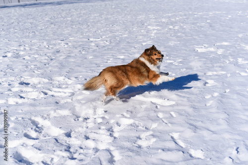 Shetland sheepdog sheltie running playing in snow park cold winter sunny day © chungchung26