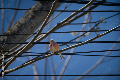 Carduelis cannabina on branch guarding the nest in spring