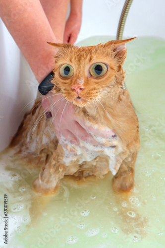 a cat with big eyes who does not like to wash in a bath with shampoo and foam. the concept of not loving a clean body. photo