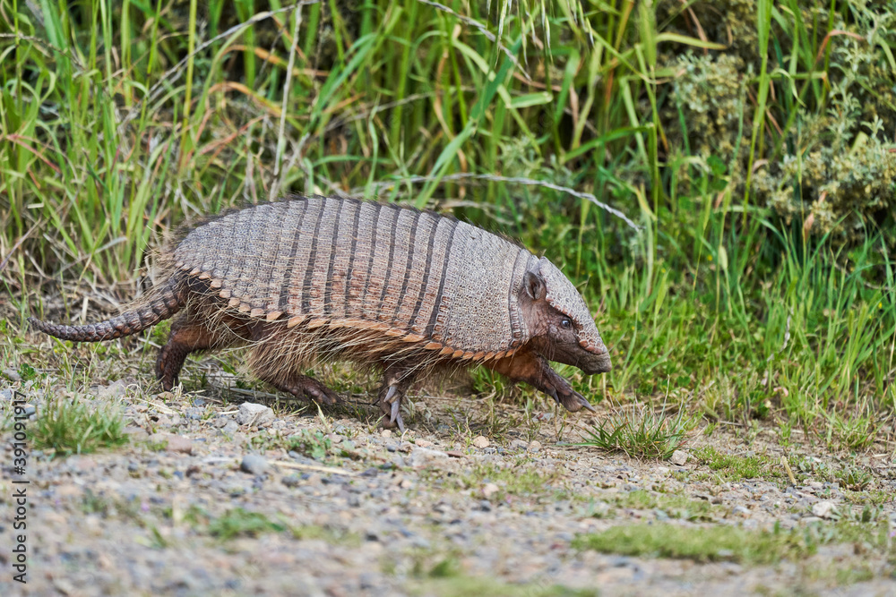 Chaetophractus villosus, cute and funny armadillo running over gravel ...
