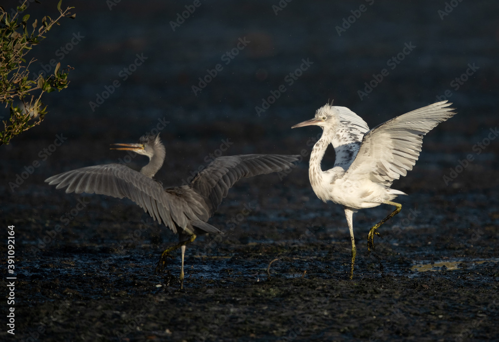 Fototapeta premium Juvenile Western reef heron chasing other for food at Tubli bay, Bahrain