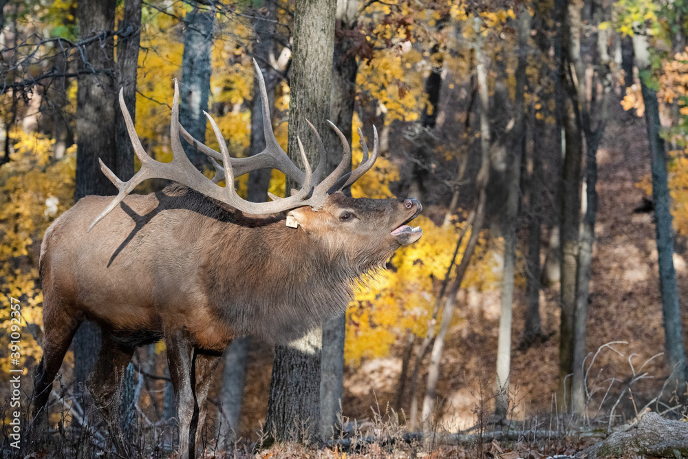 Obraz The Call of the Elk