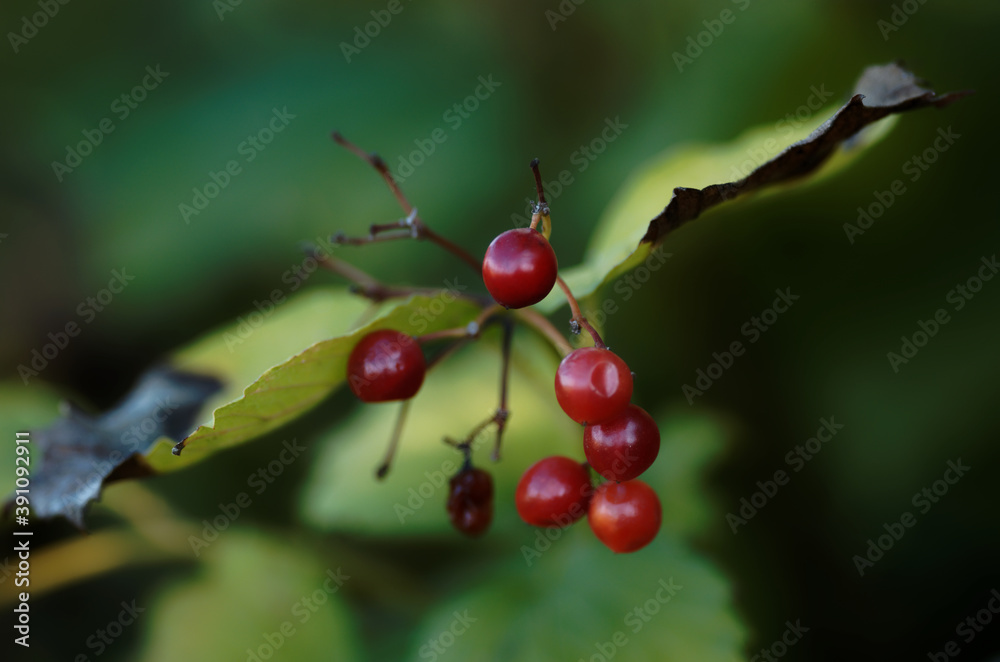 Viburnum berries Viburnum berries