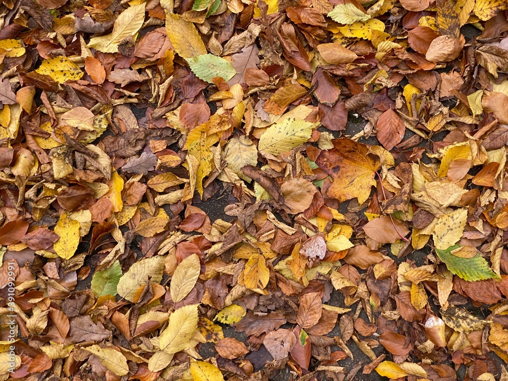 autumn leaves background