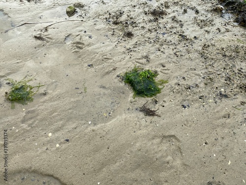 grass on the sand