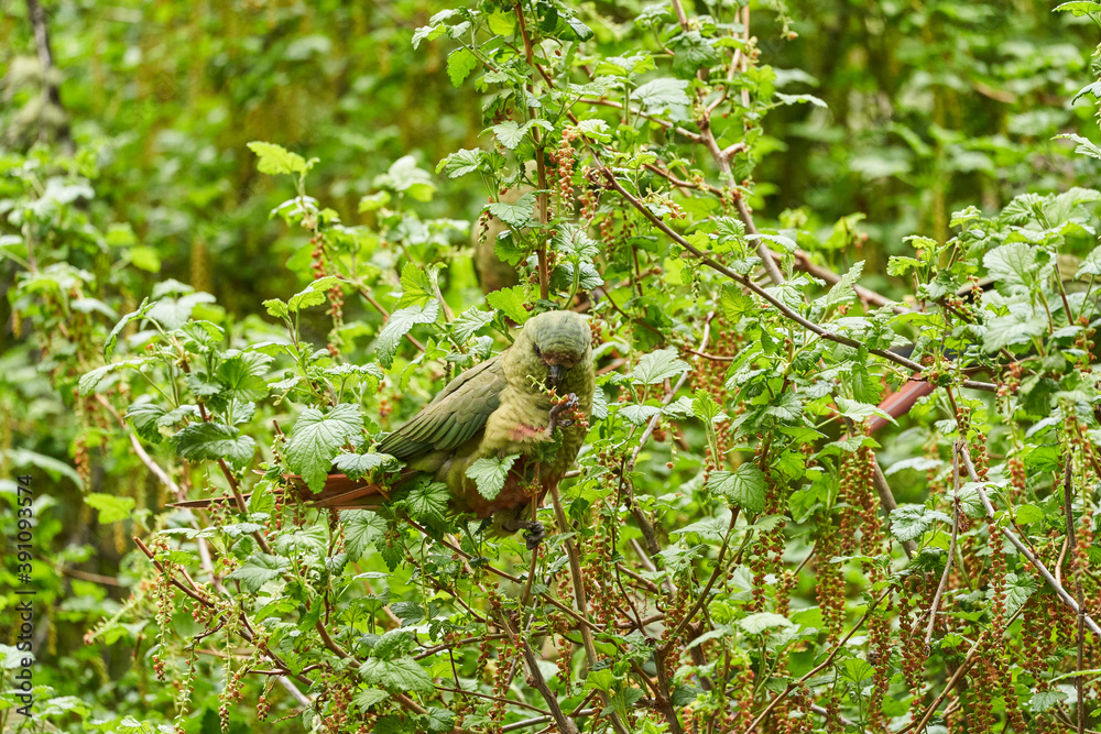 Enicognathus ferrugineus, Austral Parakeet, Austral Conure or Emerald Parakeet can be found allover Patagonia in Chile and Argentina, sitting in dense green vegetation in tierra del fuego, Patagonia Enicognathus ferrugineus, Austral Parakeet, Austral Conure or Emerald Parakeet can be found allover Patagonia in Chile and Argentina, sitting in dense green vegetation in tierra del fuego, Patagonia