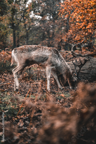 Close up shot if dear eating the grass at Richmond Park. 