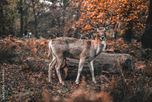 Full shot of a dear at Richmond park during the second lockdown in London. 