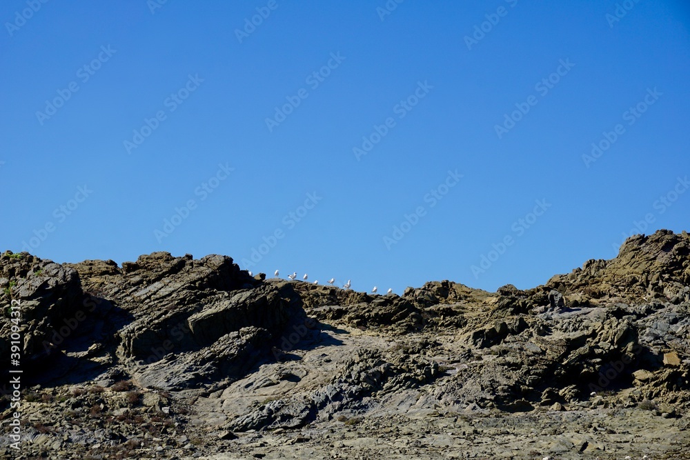Möwen sitzen auf einem Felsen Möwen sitzen auf einem Felsen