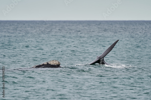 Eubalaena australis, Southern right whale shows tail fin, breaching through the surface of the atlantic ocean in the bay of Golfo Nuevo close to Puerto Madryn at Peninsula Valdes, Patagonia, Argentina