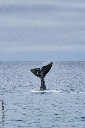 Eubalaena australis, Southern right whale shows tail fin, breaching through the surface of the atlantic ocean in the bay of Golfo Nuevo close to Puerto Madryn at Peninsula Valdes, Patagonia, Argentina