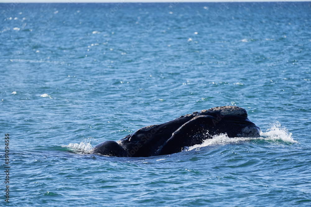Eubalaena australis, Southern right whale breaching through the surface of the atlantic ocean in the bay of Golfo Nuevo close to Puerto Madryn at Peninsula Valdes, Patagonia, Argentina