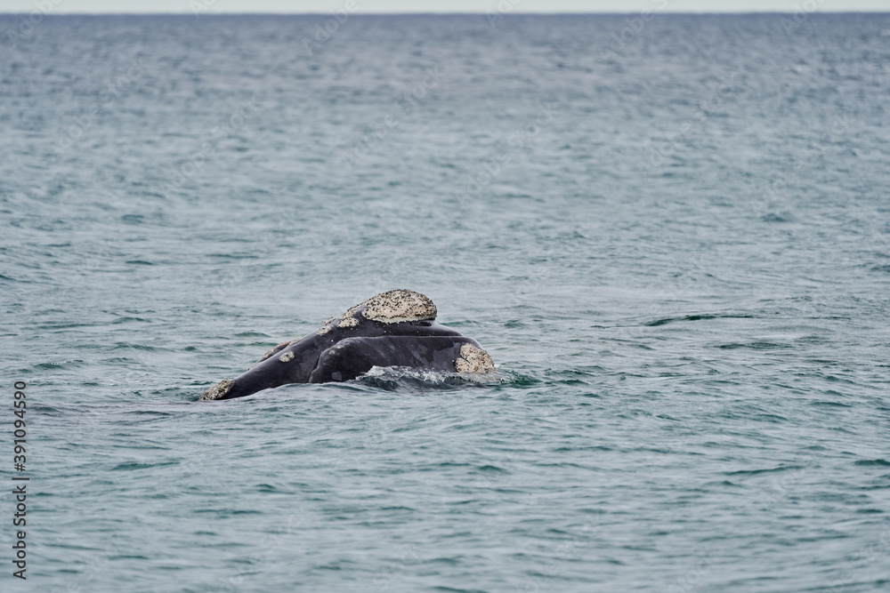 Fototapeta premium Eubalaena australis, Southern right whale breaching through the surface of the atlantic ocean in the bay of Golfo Nuevo close to Puerto Madryn at Peninsula Valdes, Patagonia, Argentina