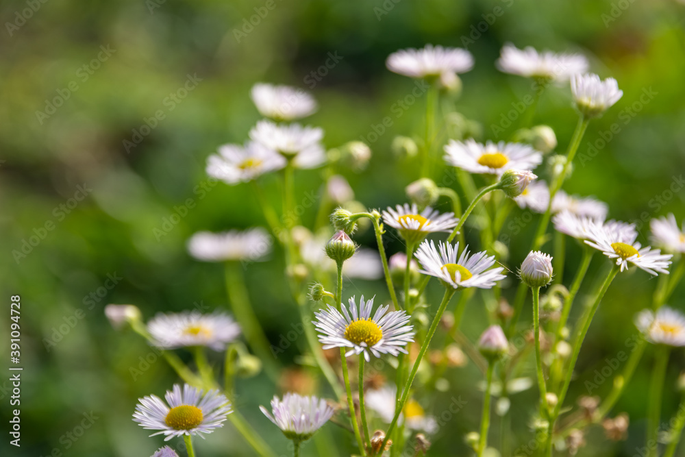 daisies in close up in a meadow daisies in close up in a meadow