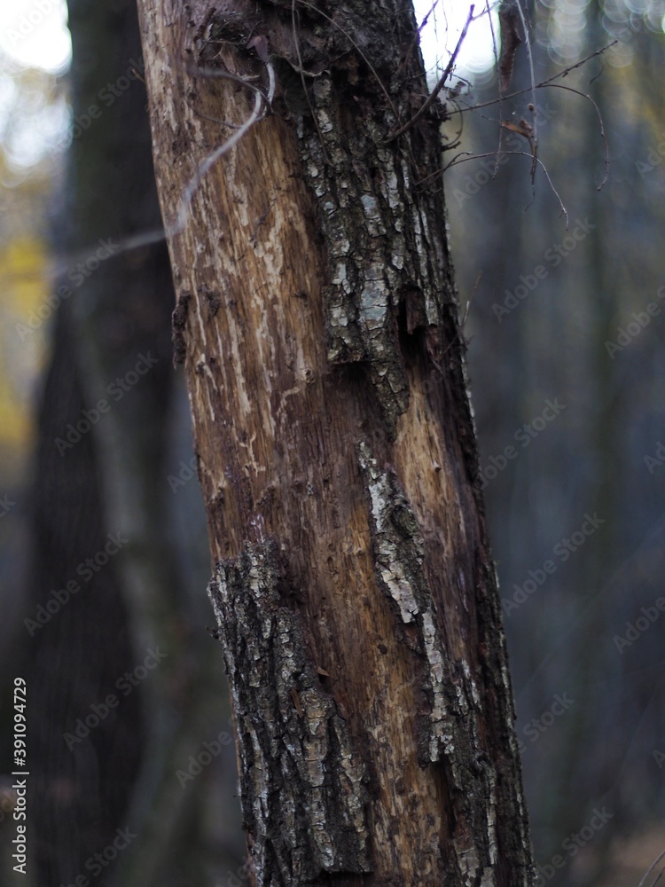 trunk of a tree