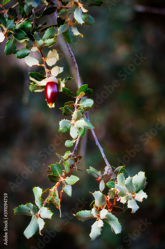 BELLOTAS EN RAMAS DE ÁRBOLES EN EL PRINCIPIO DEL OTOÑO EN MONTES DE ESPAÑA