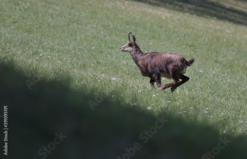 Fototapeta Naklejka Na Ścianę i Meble -  Single chamois running up a hill on grass field with flowes in spring.