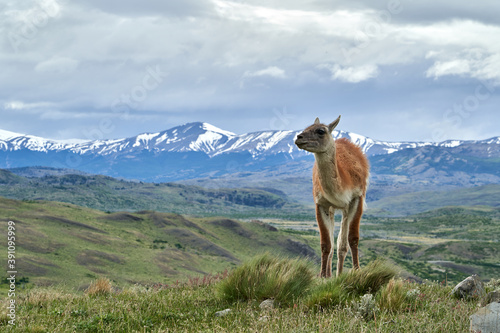 Lama guanicoe is a camelid native to South America, closely related to the domesticated llama. Guanaco standing in green gras of Torres del Paine national park in Patagonia with snow capped montains o