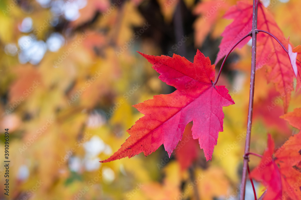 Red autumn leaf on a branch. Red autumn leaf on a branch.