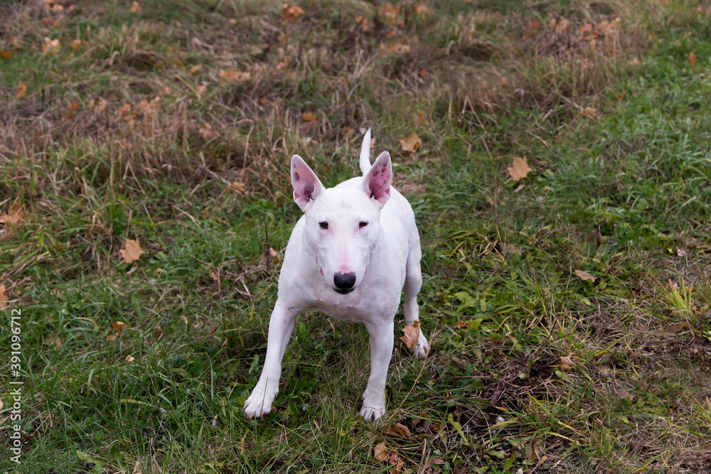 Horizontal high angle frontal view of unleashed white bull terrier with pale darker spots standing on grass with curious expression