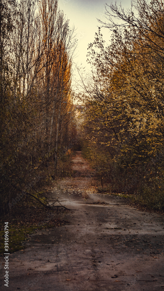 Obraz premium red forest chernobyl