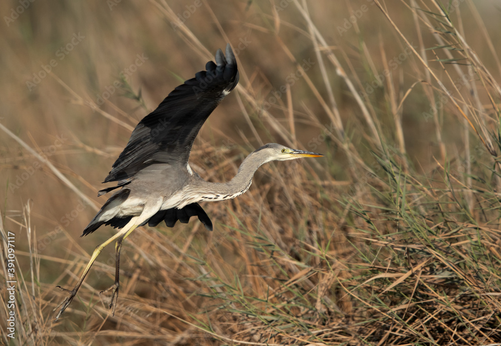 Grey Heron takeoff at Asker marsh, Bahrain Grey Heron takeoff at Asker marsh, Bahrain