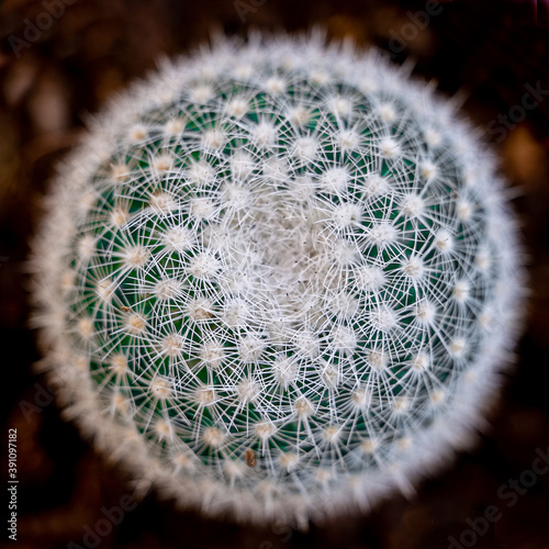 Cactus Redondo