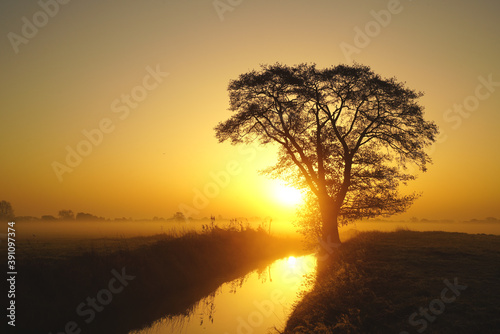 Sunrise behind a lonely tree