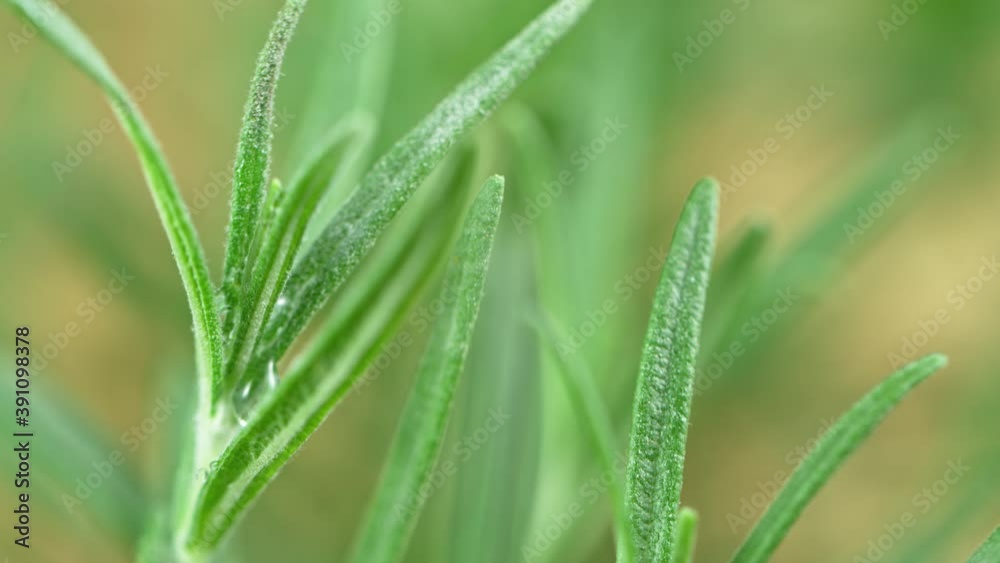 Super Slow Motion Shot of Water Drop Falling on Fresh Rosemary at 1000fps. Super Slow Motion Shot of Water Drop Falling on Fresh Rosemary at 1000fps.