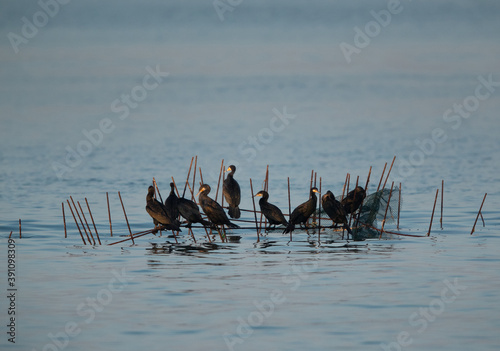 Great Cormorants perched on fishing net at Busaiteen coast of Bahrain