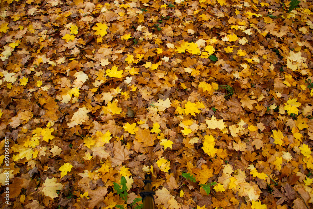 The texture of the fallen leaves. Dry autumn leaves and some fresh yellow maple leaves. Autumn mood The texture of the fallen leaves. Dry autumn leaves and some fresh yellow maple leaves. Autumn mood