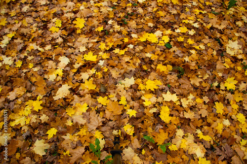 The texture of the fallen leaves. Dry autumn leaves and some fresh yellow maple leaves. Autumn mood