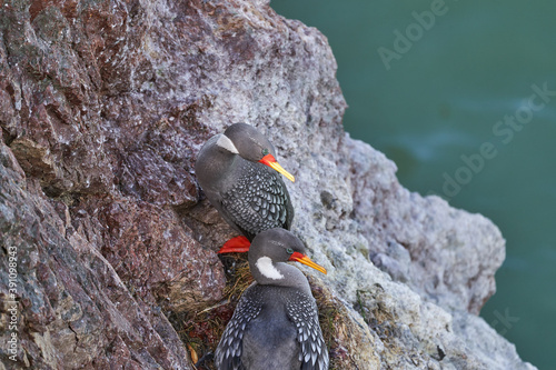 Phalacrocorax gaimardi is a red legged cormorant with hypnotic blue sprinkled eyes, sitting in the rock wall of cliffs close to Puerto deseado at the atlantic coast of Patagonia in Argentina photo