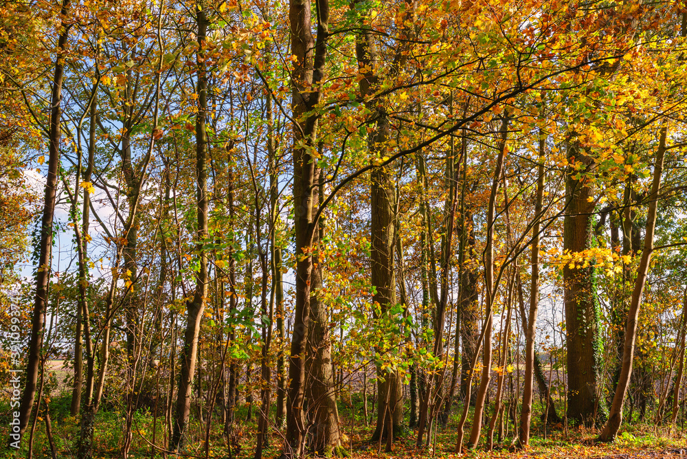 Fototapeta premium Autumn trees.