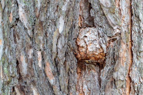 Pine tree trunk texture. A pine tree with a burl close-up. Natural background.