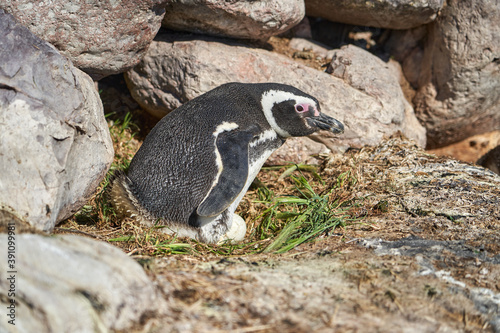 Spheniscus magellanicus, magellanic penguin is sitting in its nest on isla pinguino at the coast of Argentina in Patagonia, hatching two eggs lying on the rocky cliffs  