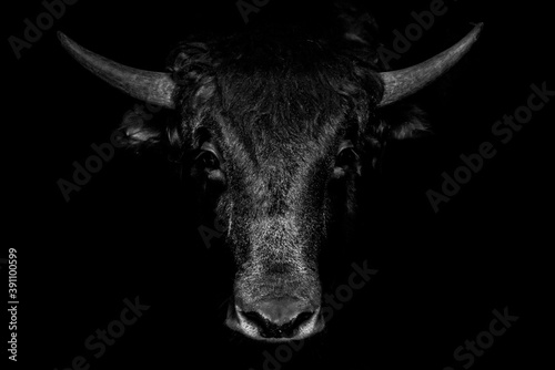 portrait of a bull photo