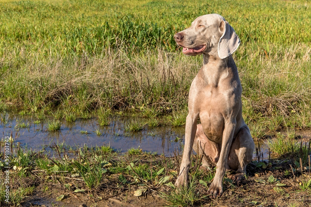 Sitting Weimaraner on a green field. Hunting dog on a autumn meadow. Autumn sunny morning on the hunt. Sitting Weimaraner on a green field. Hunting dog on a autumn meadow. Autumn sunny morning on the hunt.