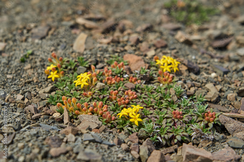 Hardy little yellow flower growing on rocky and dry ground in glacier national park, Patagonia Argentina in south America Hardy little yellow flower growing on rocky and dry ground in glacier national park, Patagonia Argentina in south America